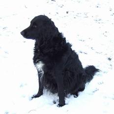 Blanding af racer Zeus 