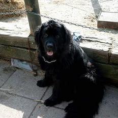 Newfoundlænder BASILLE (RIP)