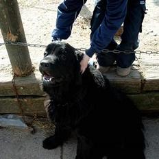 Newfoundlænder BASILLE (RIP)