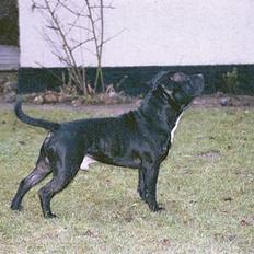 Staffordshire bull terrier  "Engelsk"  Kenzo (RIP)