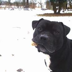 Staffordshire bull terrier  "Engelsk"  Kenzo (RIP)