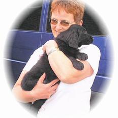 Flat coated retriever Charlie 