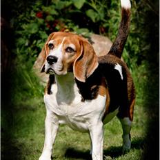 Beagle fidjii  *RIP*