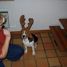 Beagle fidjii  *RIP*