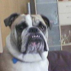 Engelsk bulldog Charlie