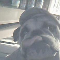 Engelsk bulldog Charlie