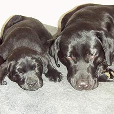 Labrador retriever Nala