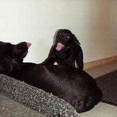 Labrador retriever Nala