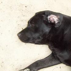 Labrador retriever Nala