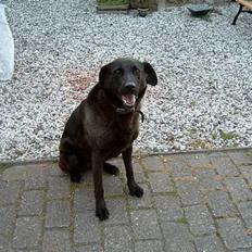 Blanding af racer *stjerne* 