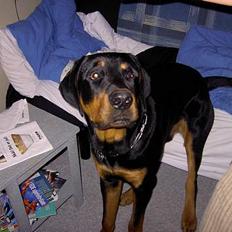 Rottweiler Don