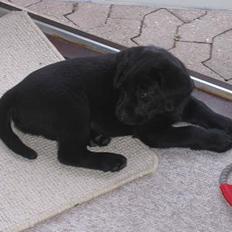 Labrador retriever Brårup´s Prins Pavlos