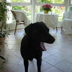 Labrador retriever Kira