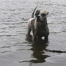 Amerikansk bulldog Østergårds Brutus