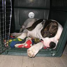 Amerikansk bulldog Østergårds Brutus