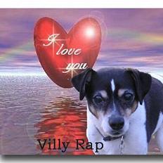 Dansk svensk gaardhund Villy Rap ¤ 22 febr.2006¤