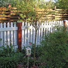 Dansk svensk gaardhund Villy Rap ¤ 22 febr.2006¤