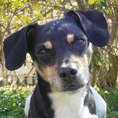 Dansk svensk gaardhund Tezza