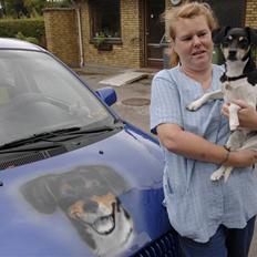 Dansk svensk gaardhund Tezza