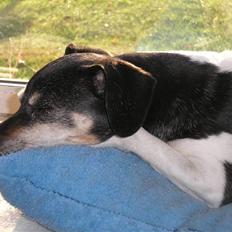 Dansk svensk gaardhund Tezza