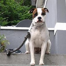 Amerikansk bulldog Boyd's Mille