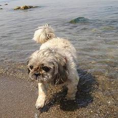 Blanding af racer Tiki. *Død 14-9-2006*