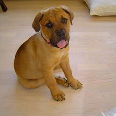 Blanding af racer Malou