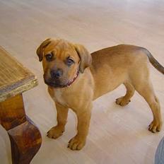 Blanding af racer Malou