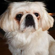 Pekingeser Snow (død)