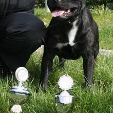 Staffordshire bull terrier Enodden´s Outlaw "NASTY"