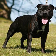 Staffordshire bull terrier Enodden´s Outlaw "NASTY"