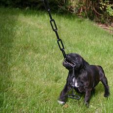 Staffordshire bull terrier Enodden´s Outlaw "NASTY"