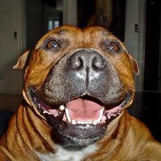 Staffordshire bull terrier Jenga *Død*