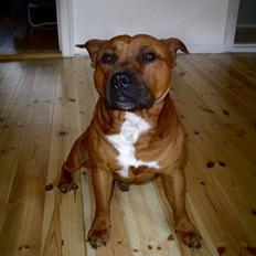 Staffordshire bull terrier Jenga *Død*