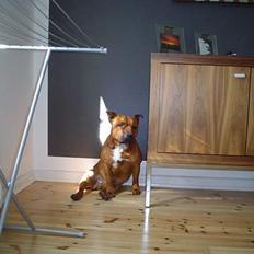 Staffordshire bull terrier Jenga *Død*