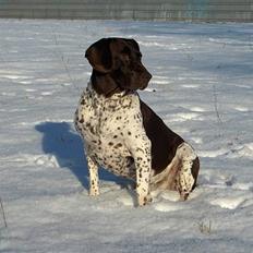 Gammel dansk hønsehund Mille