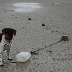 Gammel dansk hønsehund Mille