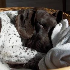 Gammel dansk hønsehund Mille