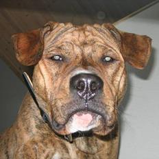 Amerikansk staffordshire terrier Tiarco