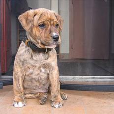 Amerikansk staffordshire terrier Tiarco