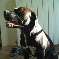 Blanding af racer BonZo