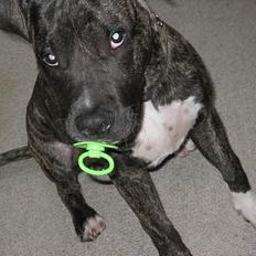 Amerikansk staffordshire terrier Dex Dexter