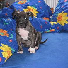 Amerikansk staffordshire terrier Dex Dexter
