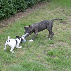 Amerikansk staffordshire terrier Dex Dexter