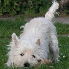 West highland white terrier Basim *Himmelhund*