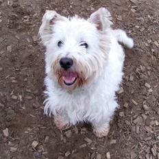 West highland white terrier Basim *Himmelhund*