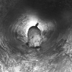 West highland white terrier Basim *Himmelhund*