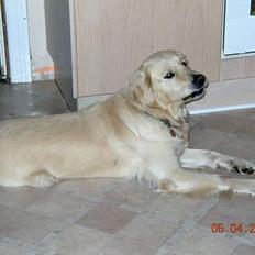 Golden retriever Hercules