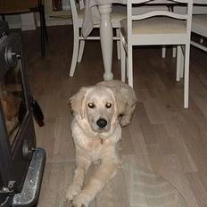 Golden retriever Hercules