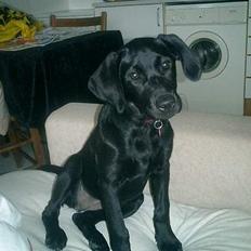 Labrador retriever Bine *DØD*